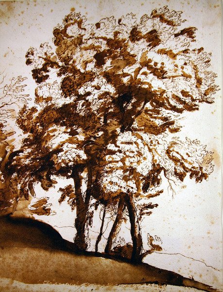 Grupa drzew w słońcu (pióro i tusz oraz pranie na papierze) autorstwa Claude Lorrain