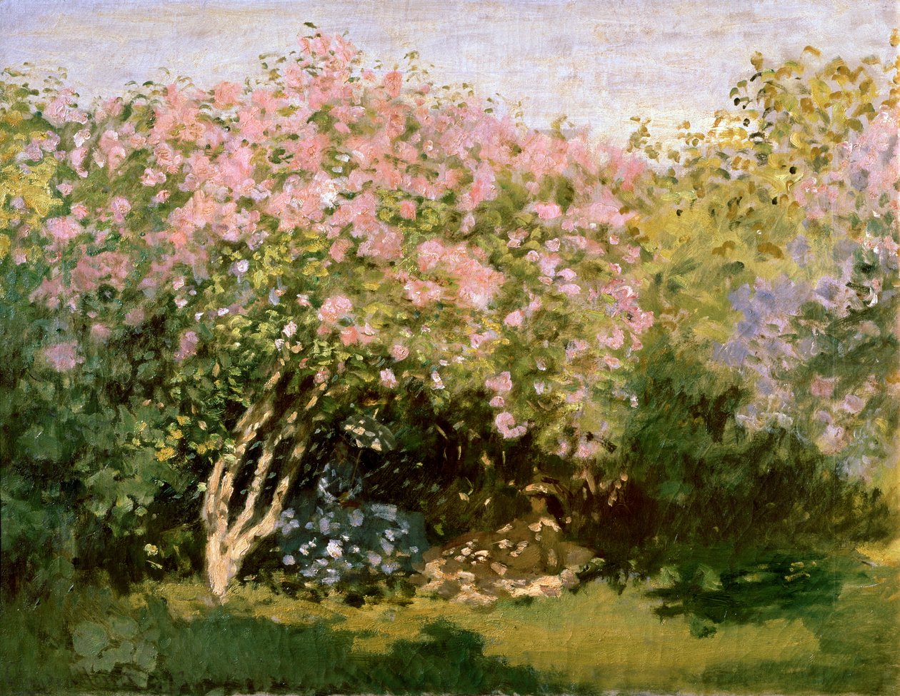 Liliowy w słońcu, 1872-1873. autorstwa Claude Monet