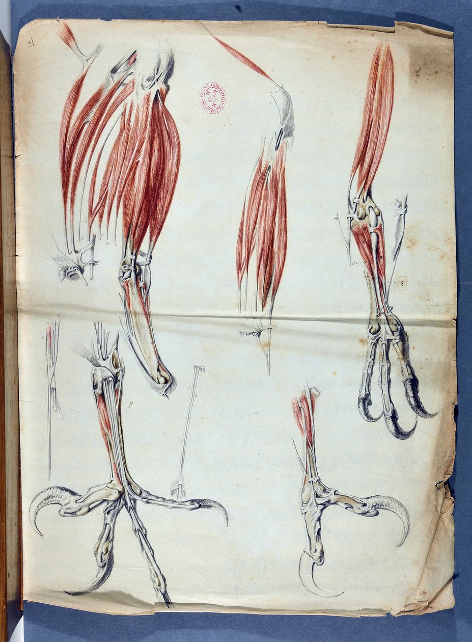 Anatomia pasty orła opublikowana w „Wspomnieniach do wykorzystania w historii naturalnej zwierząt”, w Memoirs of the Royal Academy of Sciences 1666-1699 (1729-1734) Claude Perrault 1613-1688 - Academie de Science - Paryż autorstwa Claude Perrault