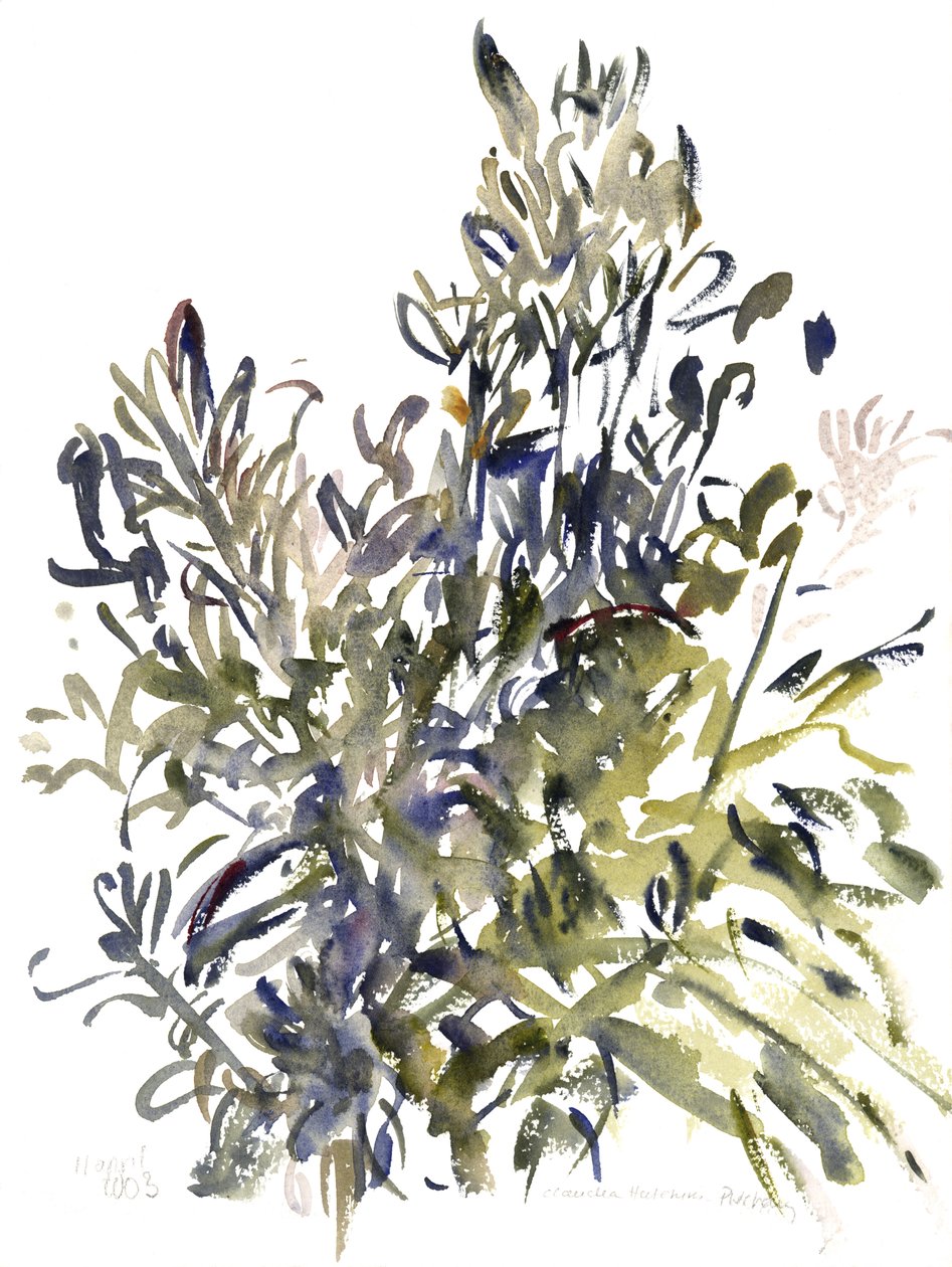Senecio i inne rośliny, 2003 (akwarela) autorstwa Claudia Hutchins Puechavy