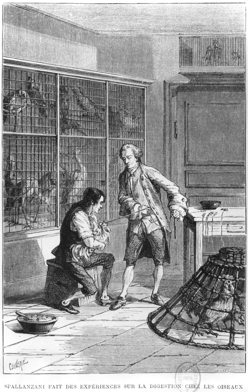 Opat Lazzaro Spallanzani (1729-99) badający fizjologię trawienia u ptaków, ilustracja z „La vie et les moeurs des Animaux” Louisa Figuiera (1819-94) Paryż, 1868 (bw ph autorstwa Claverie