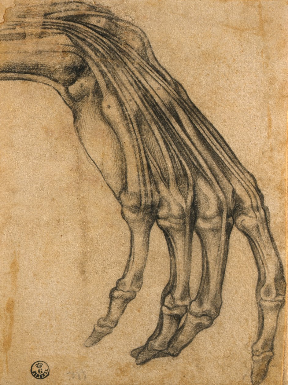 Studium anatomiczne dłoni autorstwa Clemente Bandinelli