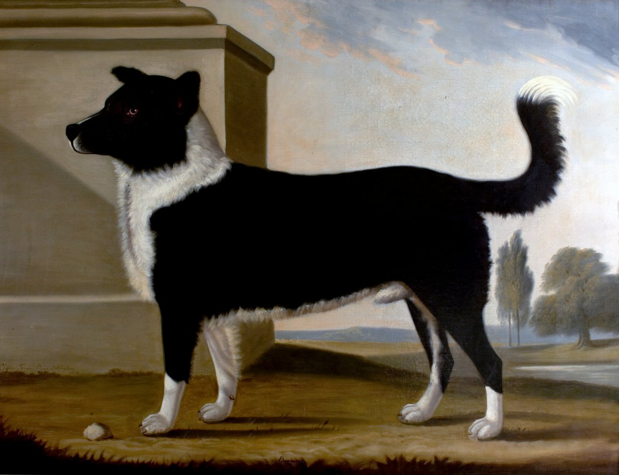 Bosman Lord Byrons (Nowa Fundlandia), 1808 autorstwa Clifton Tomson