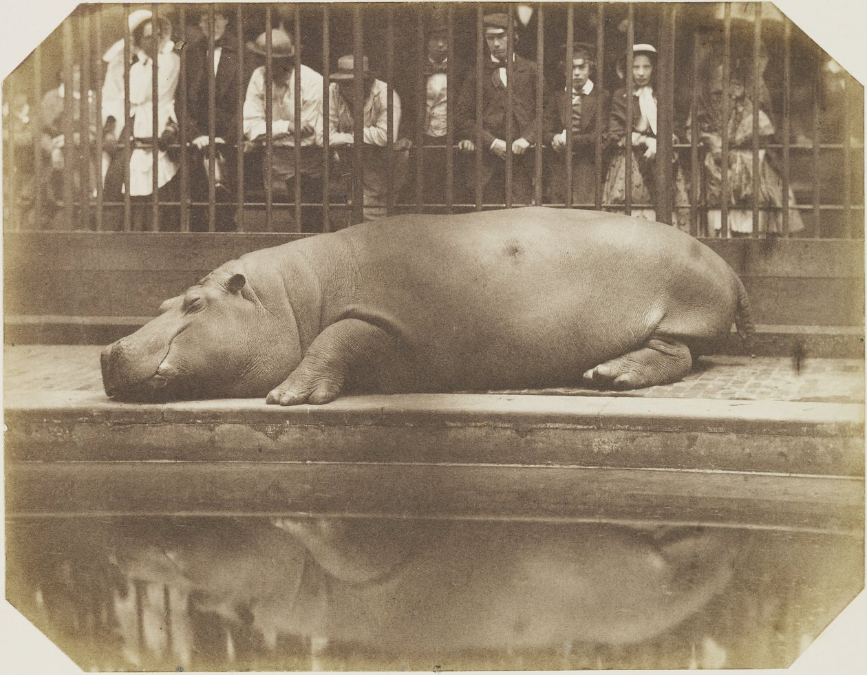 Obaysch, hipopotam, londyńskie zoo autorstwa Comte de Montizón Don Juan