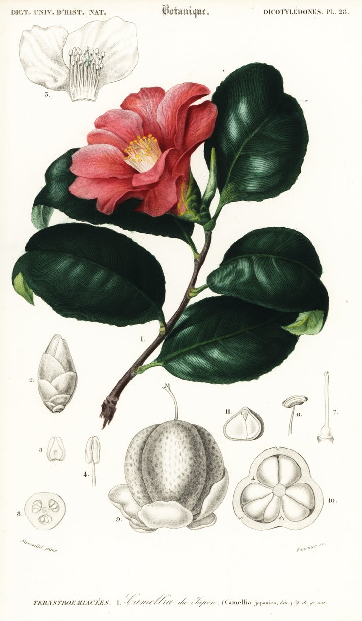 Kamelia japońska, Camellia japonica. ,1849 (grawerowanie) autorstwa Conrad Johann Theodor Susemihl
