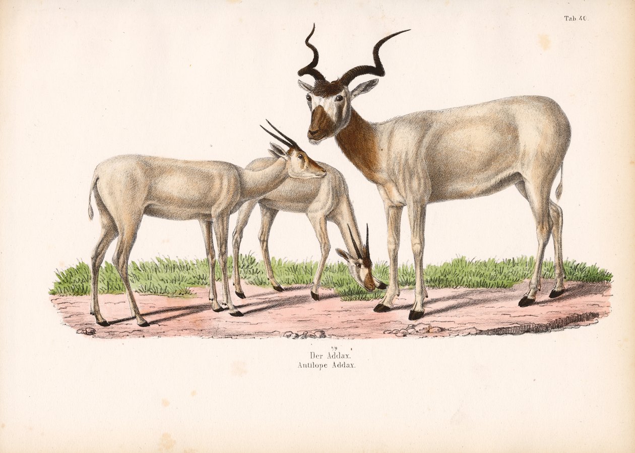 Antylopa Addax z młodymi autorstwa Conrad Kull