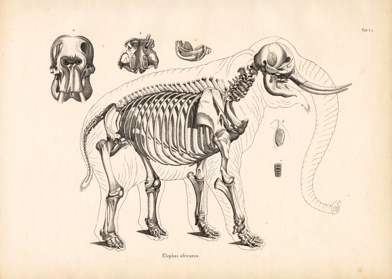 Anatomia szkieletu słonia afrykańskiego autorstwa Conrad Kull