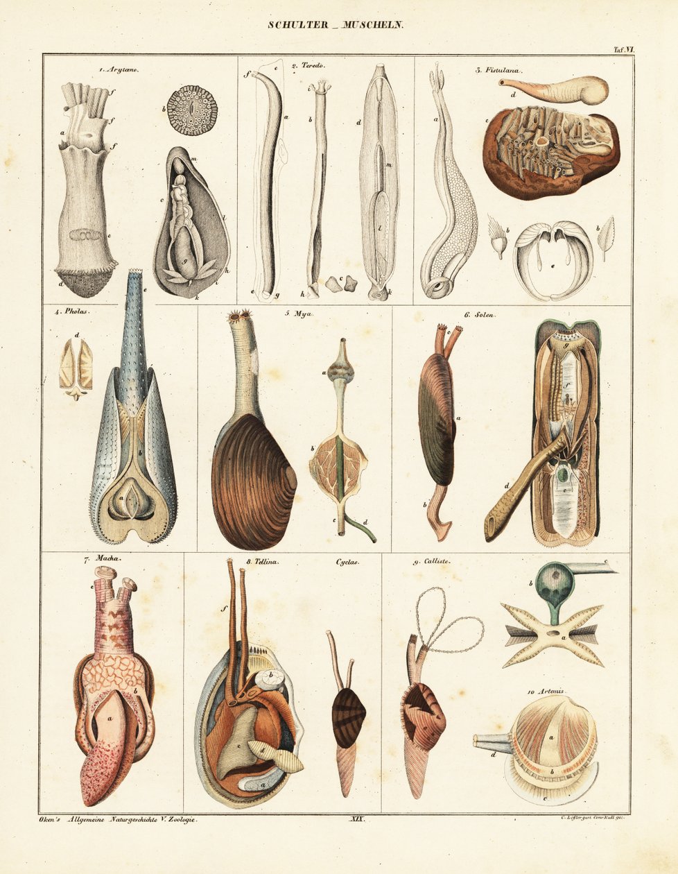 Anatomia małży dwuskorupowych. 1841 (litografia) autorstwa Conrad Kull
