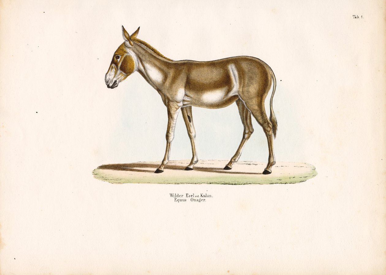  autorstwa Conrad Kull