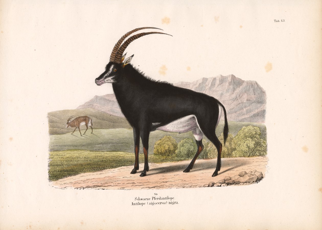  autorstwa Conrad Kull