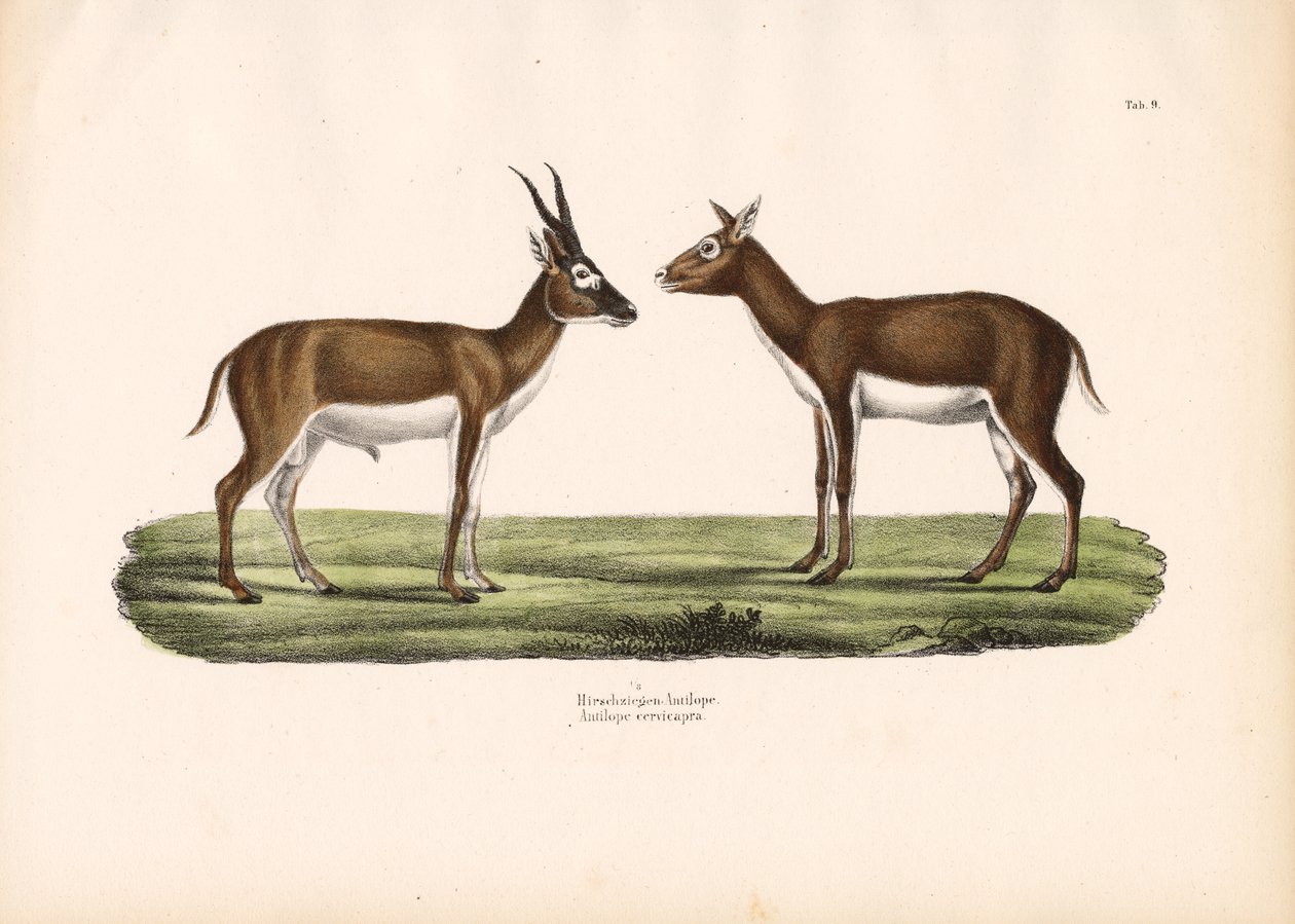  autorstwa Conrad Kull