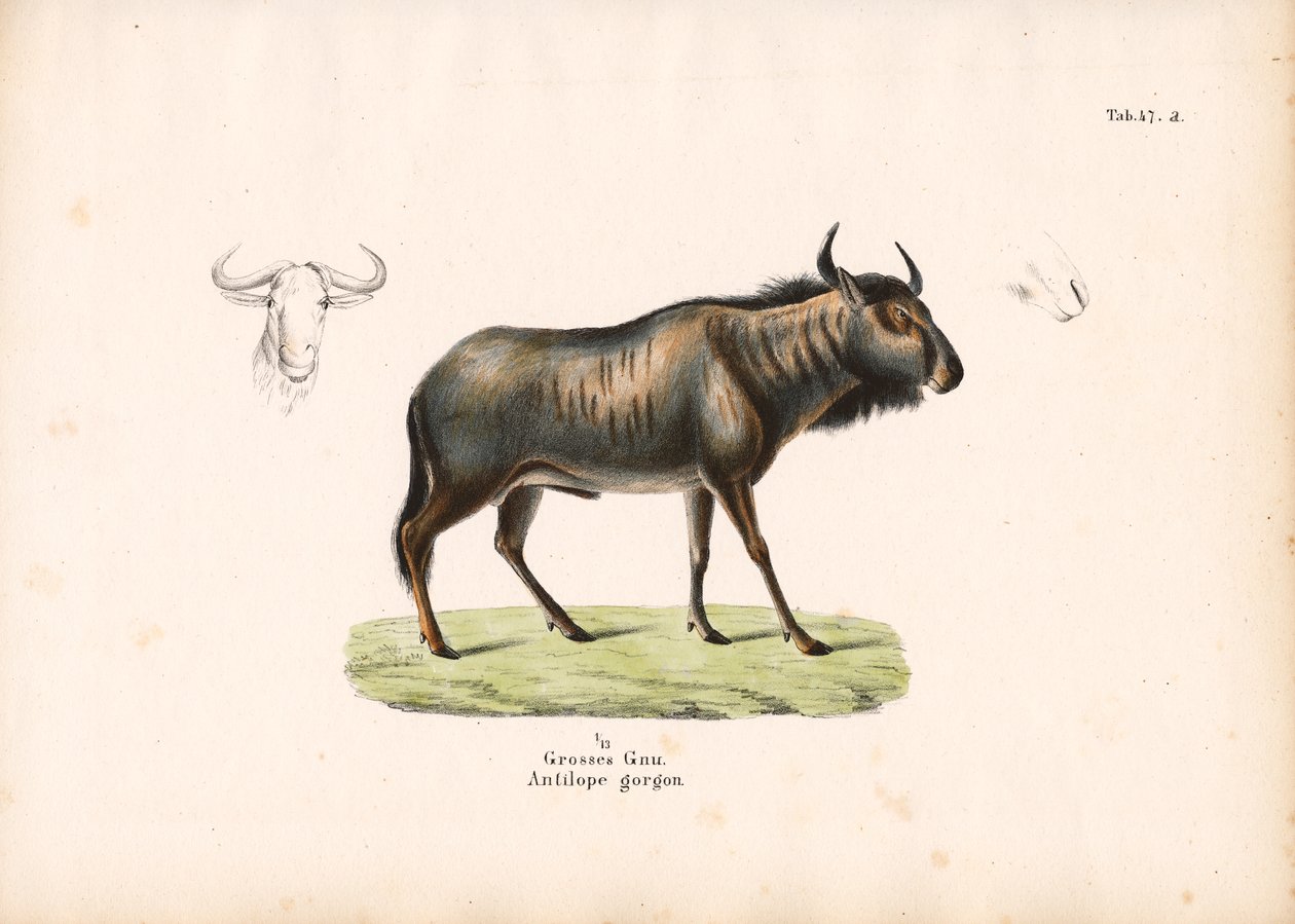 Niebieski gnu z detalami głowy autorstwa Conrad Kull