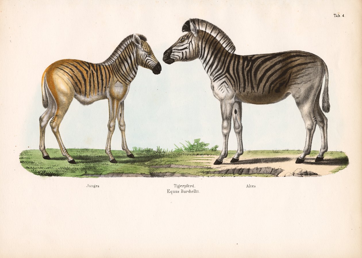 Zebra Burchella (koń tygrysi) w różnym wieku autorstwa Conrad Kull