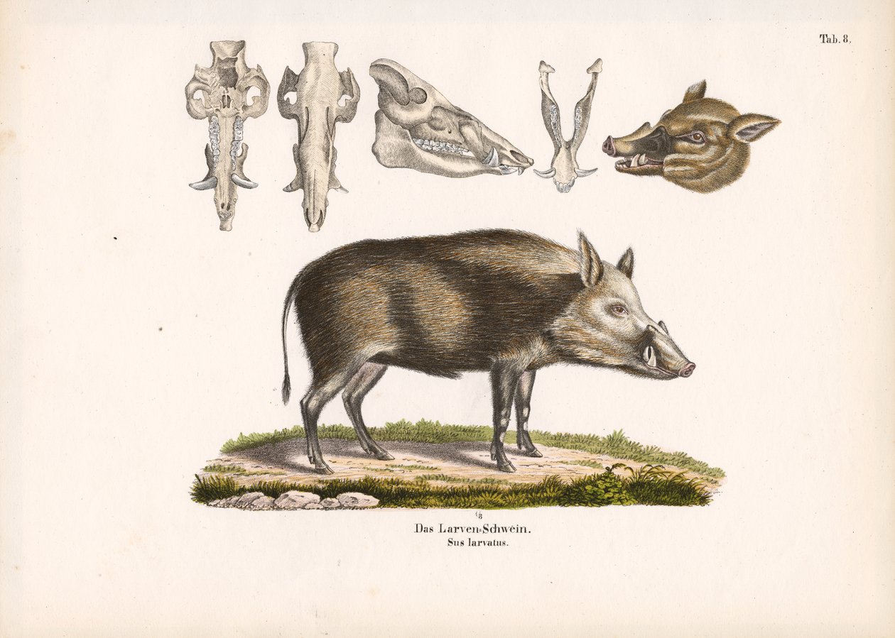  autorstwa Conrad Kull