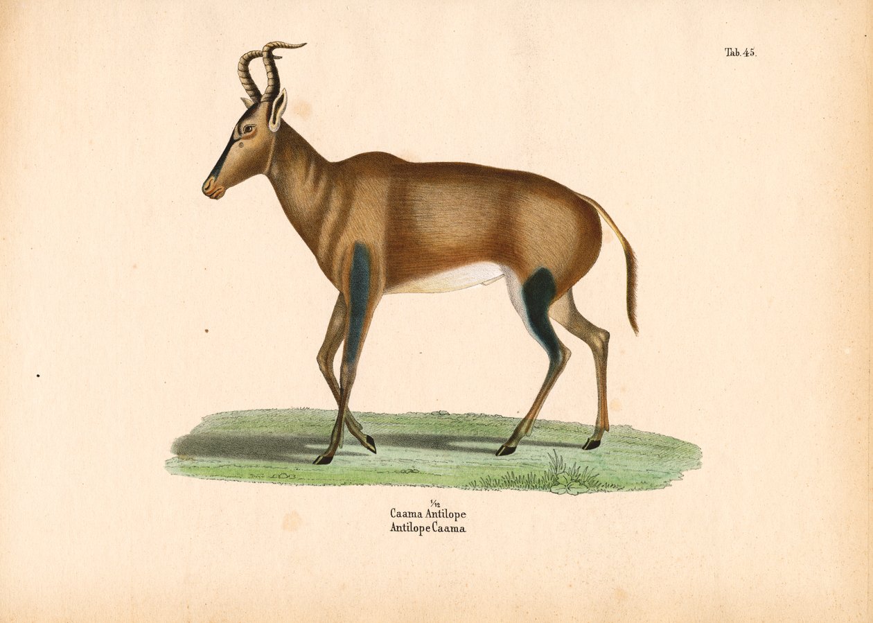  autorstwa Conrad Kull