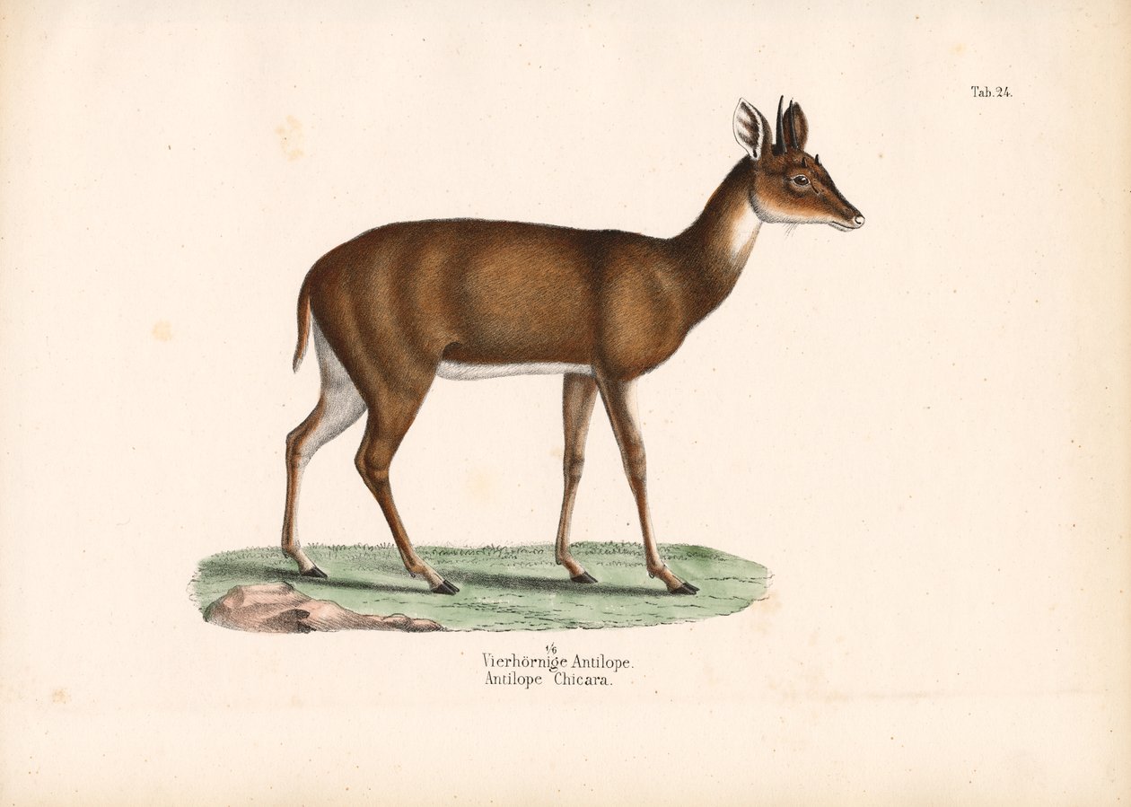  autorstwa Conrad Kull