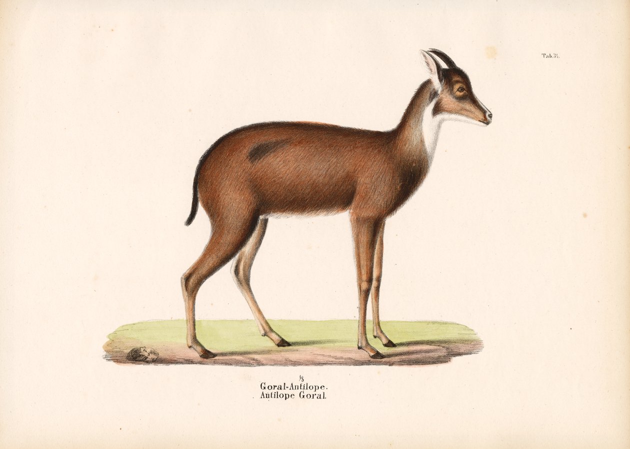  autorstwa Conrad Kull