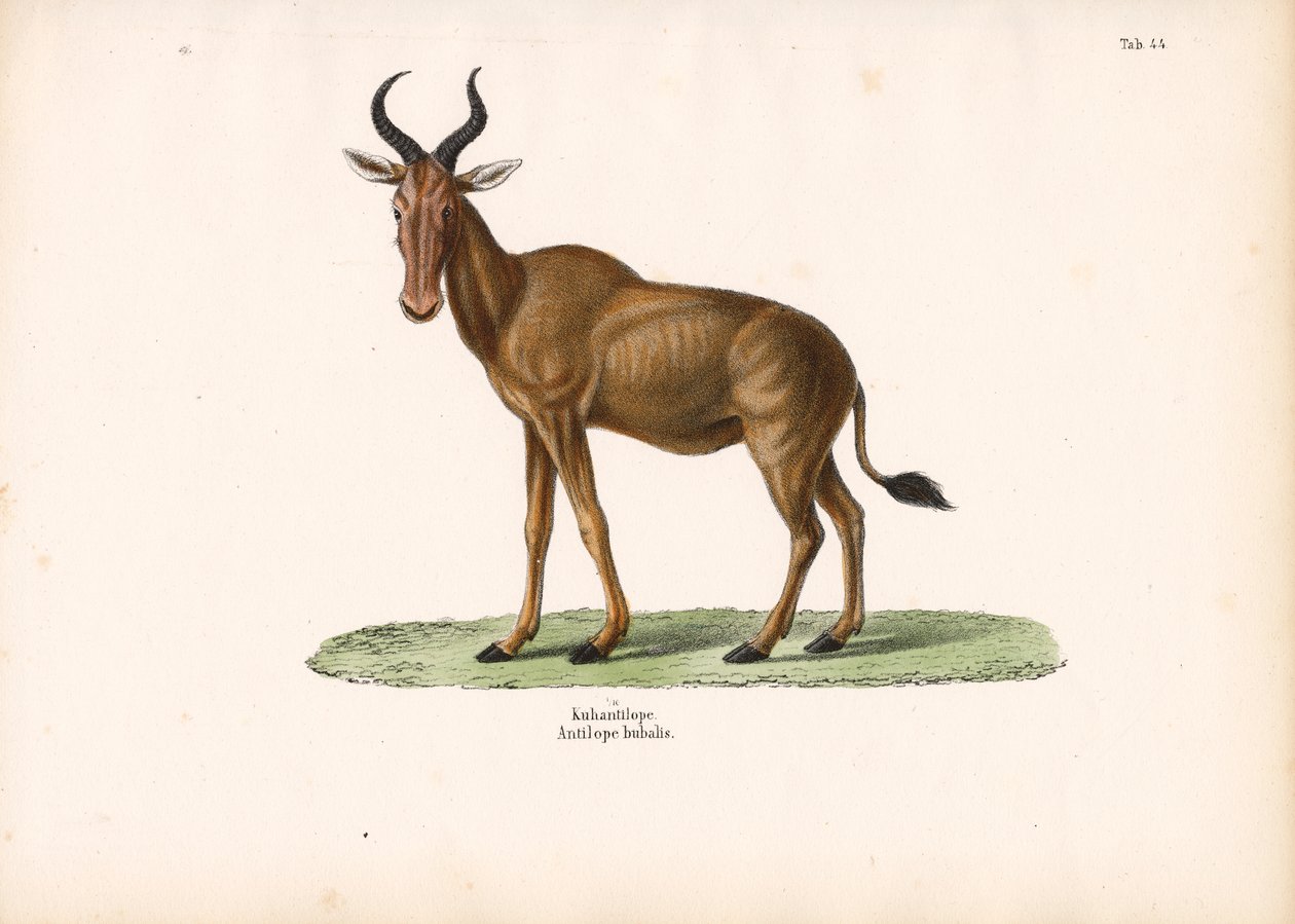  autorstwa Conrad Kull