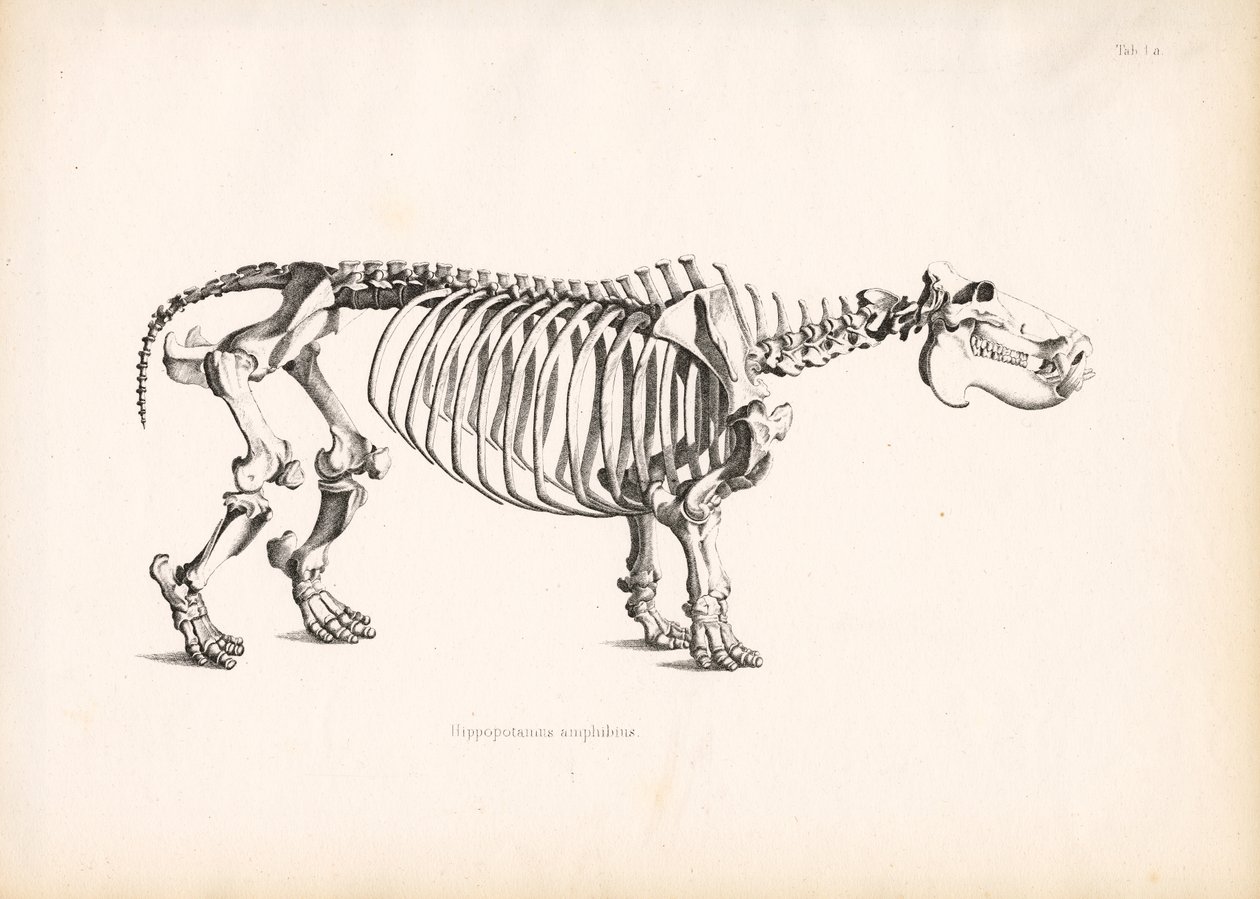  autorstwa Conrad Kull