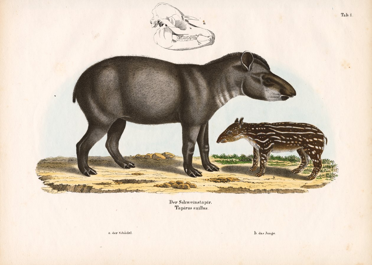 Tapir nizinny z młodym osobnikiem autorstwa Conrad Kull
