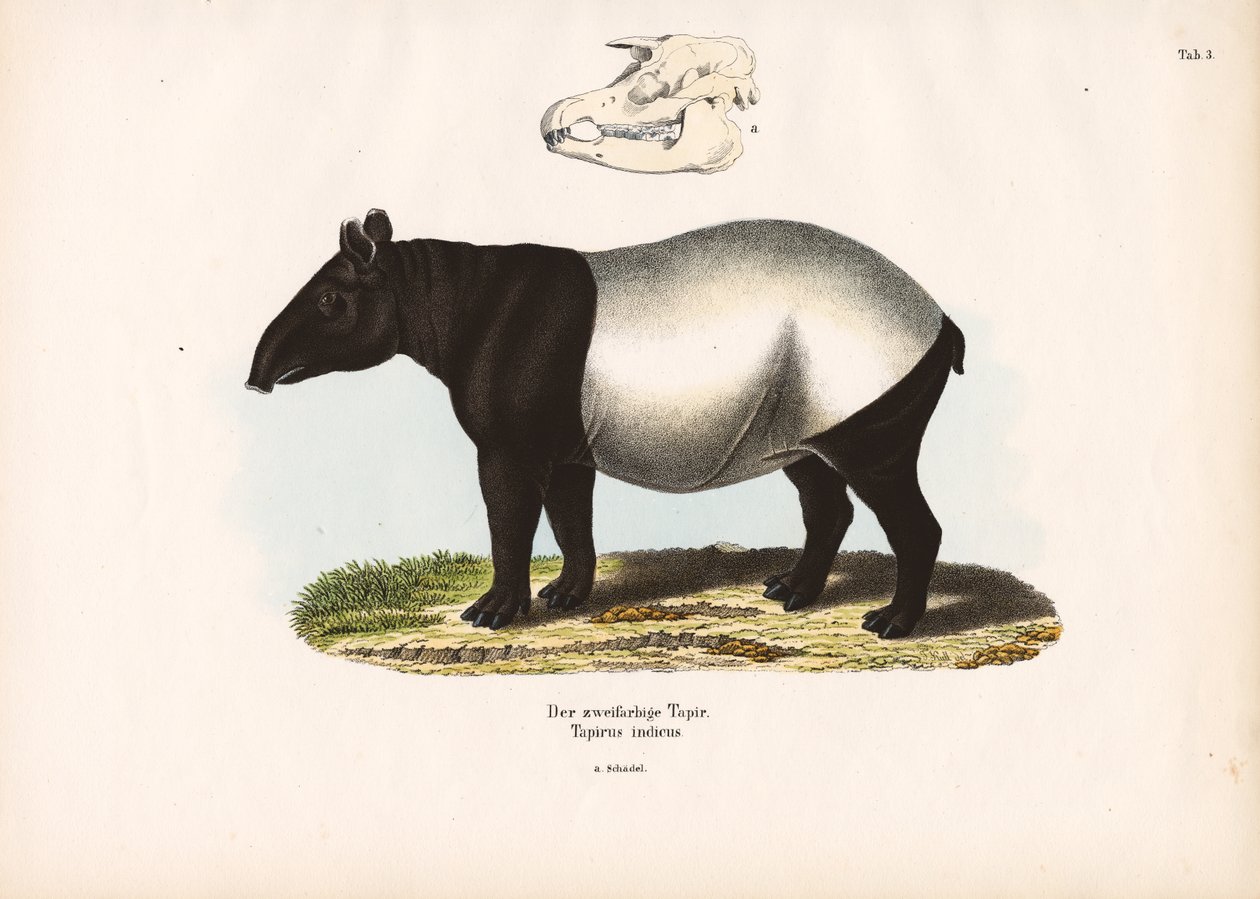 Tapir malajski autorstwa Conrad Kull
