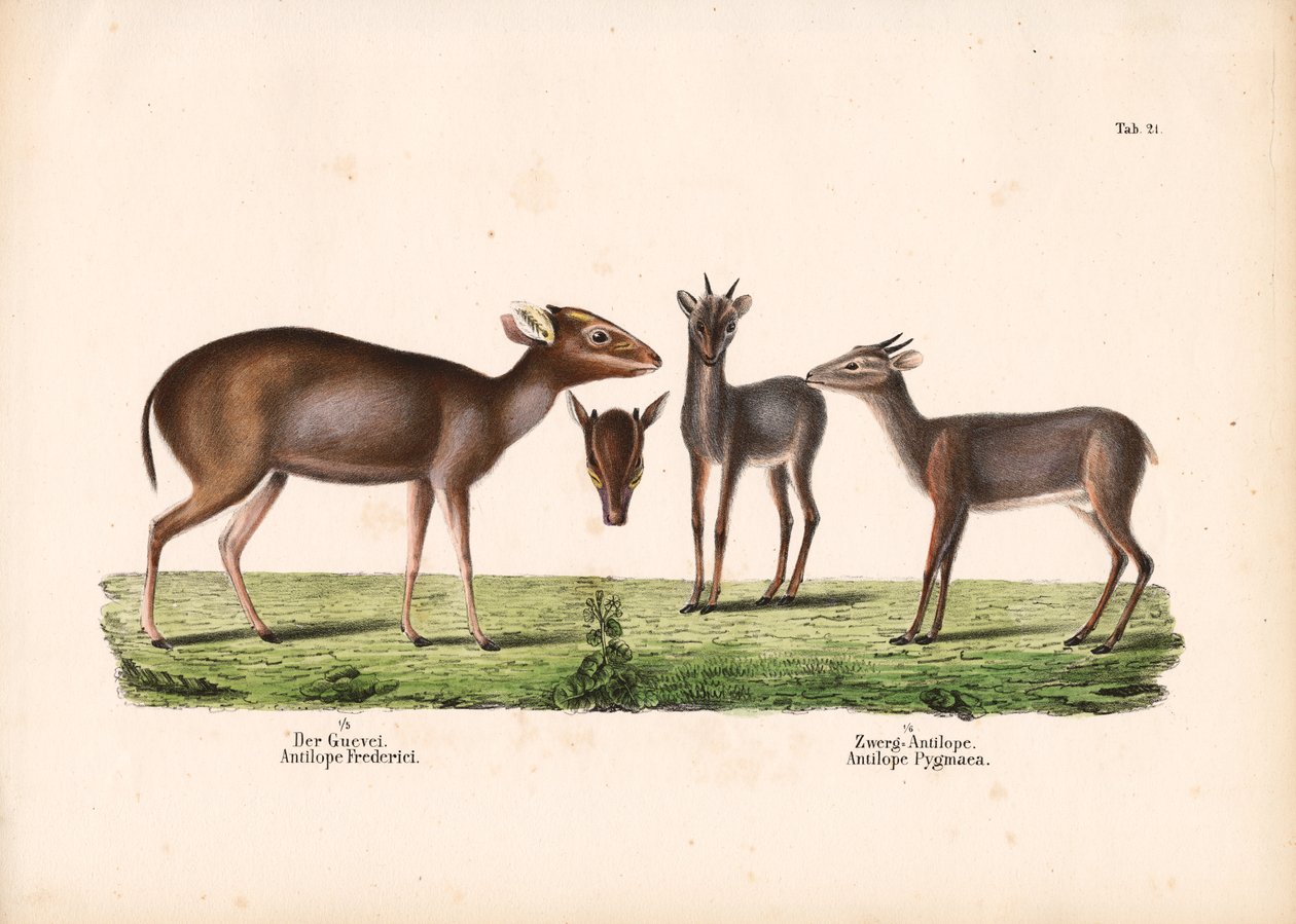 Duiker Maxwella i antylopa królewska autorstwa Conrad Kull