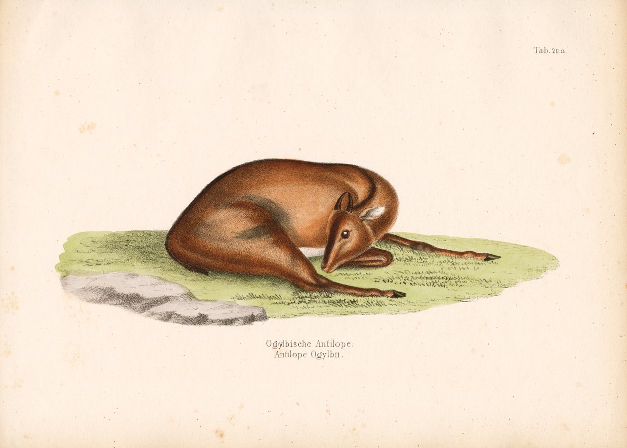  autorstwa Conrad Kull