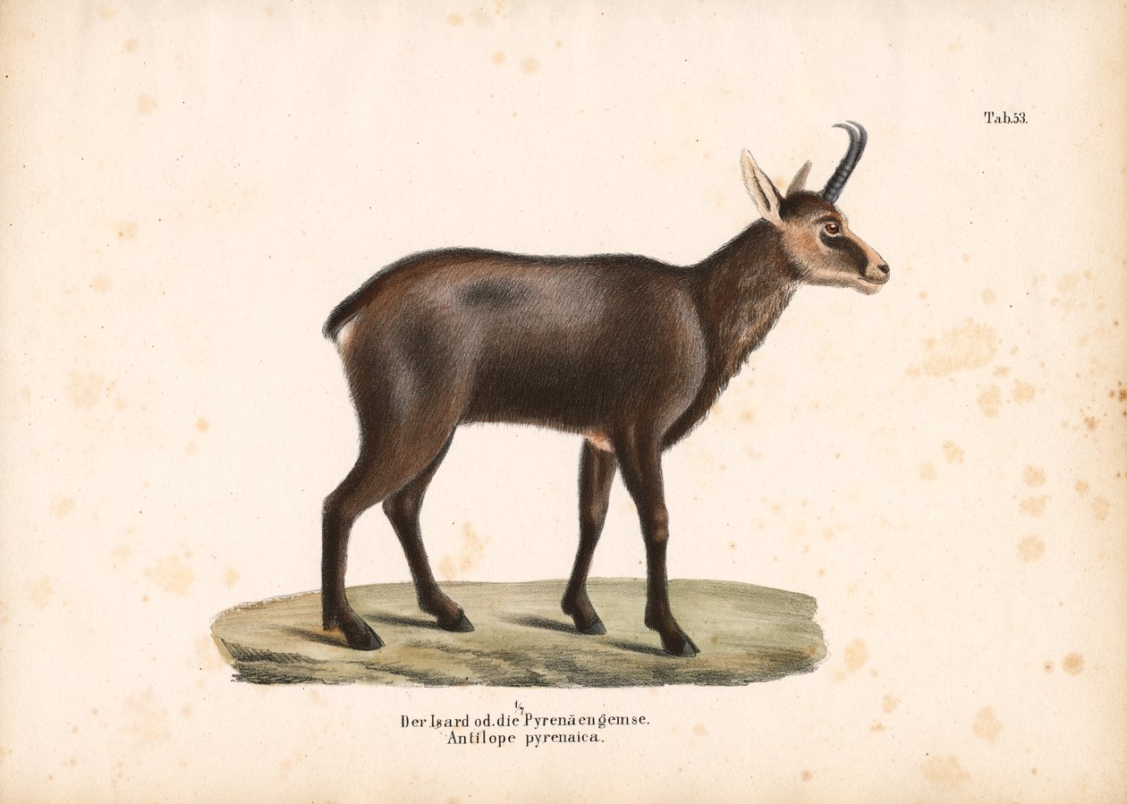  autorstwa Conrad Kull