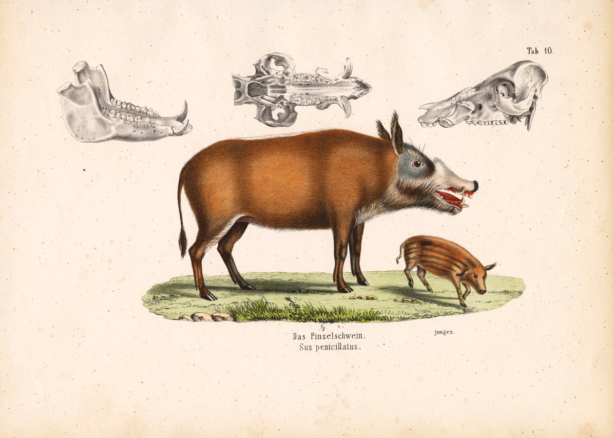 Red River Hog z widokiem na młode osobniki i czaszkę autorstwa Conrad Kull