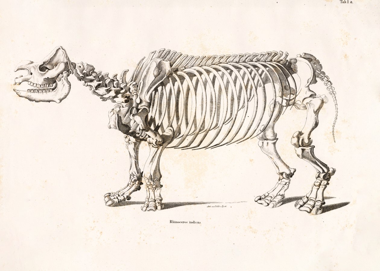  autorstwa Conrad Kull