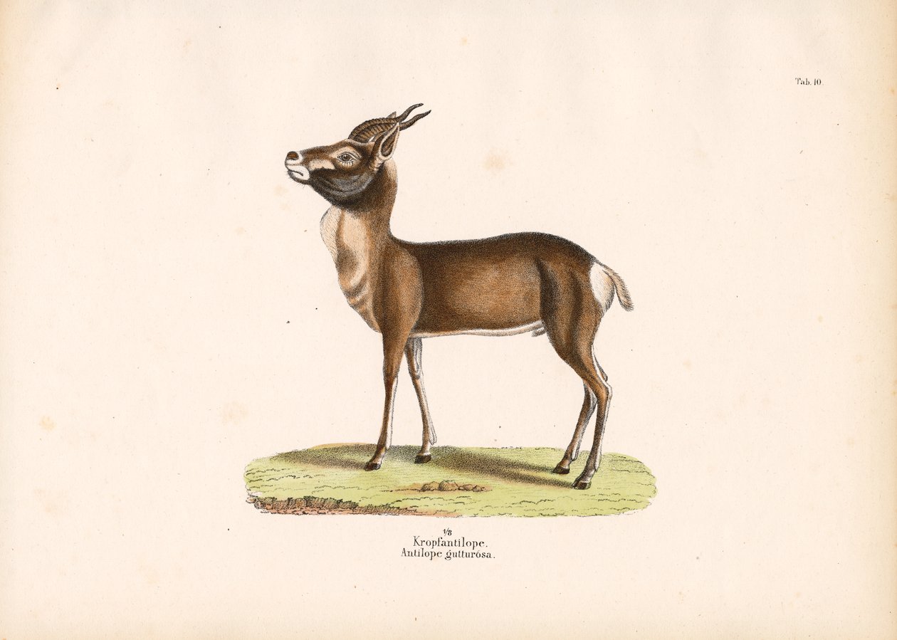 Springbok autorstwa Conrad Kull