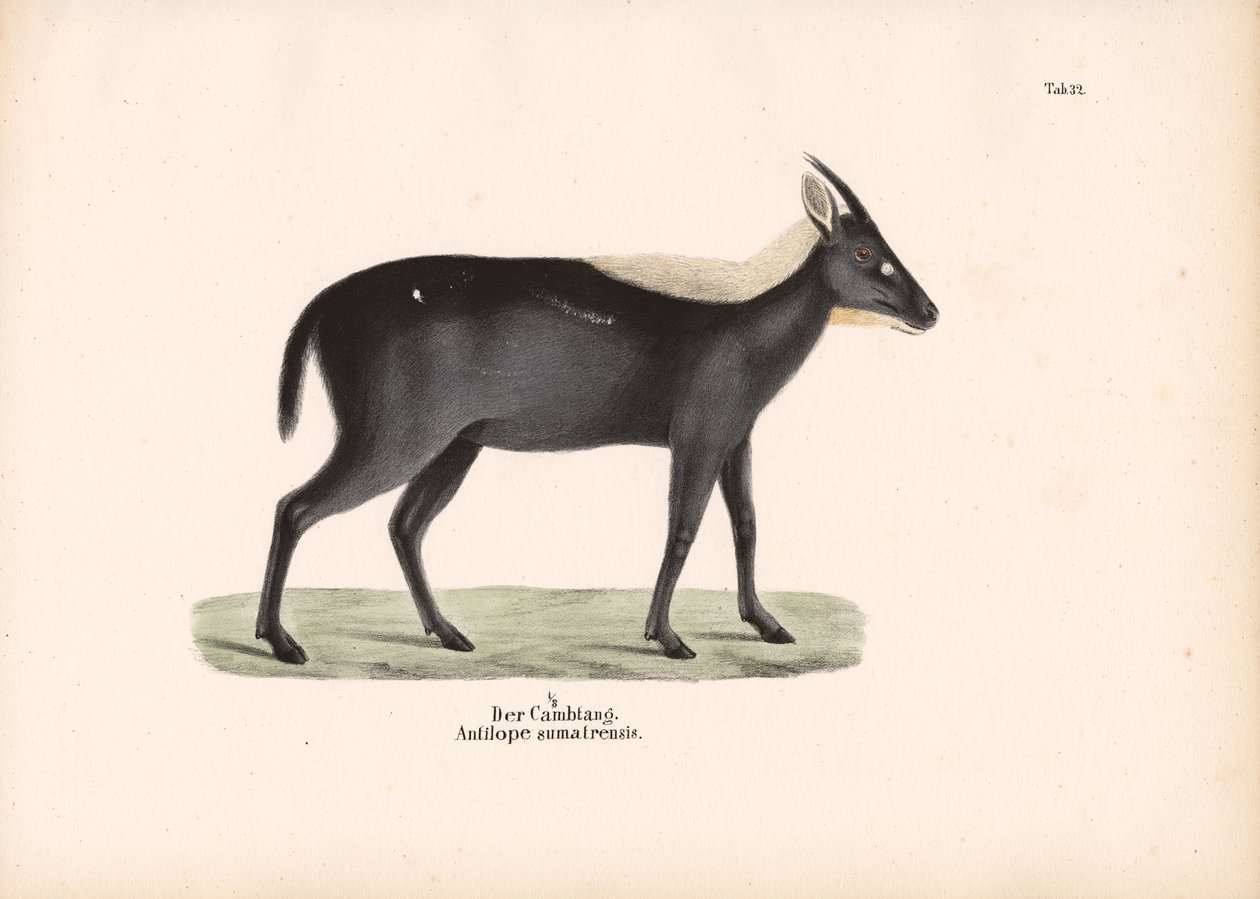  autorstwa Conrad Kull