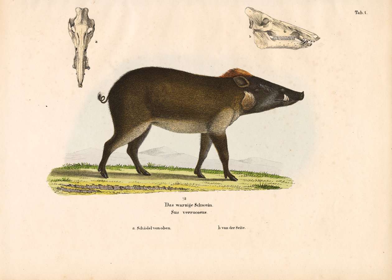  autorstwa Conrad Kull
