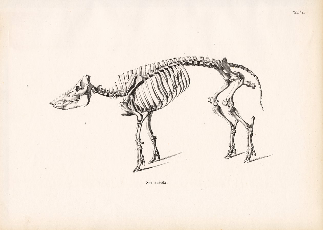  autorstwa Conrad Kull
