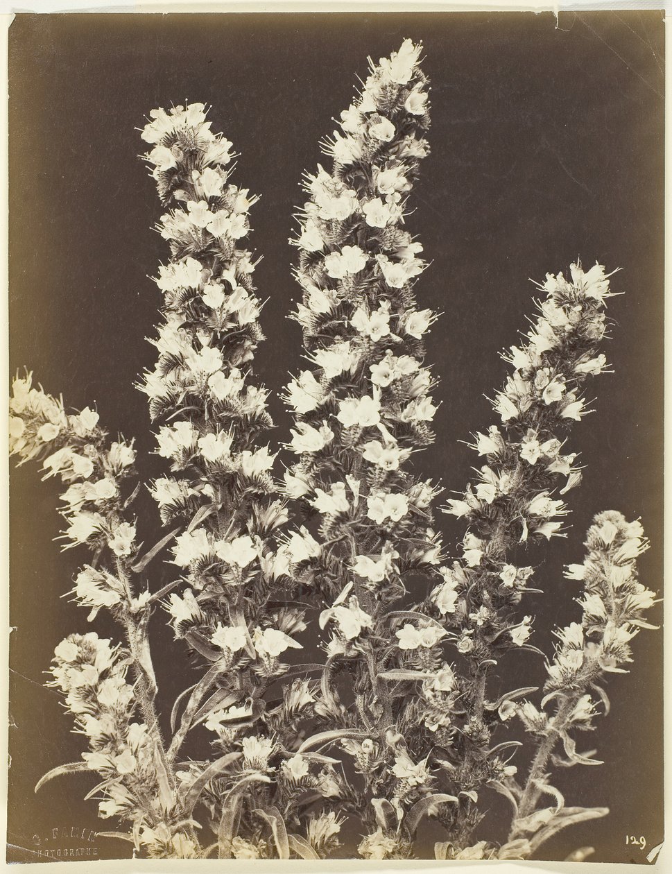 Bez tytułu [roślina kwitnąca], ok. 1900 r. 1870. autorstwa Constant Alexandre Famin