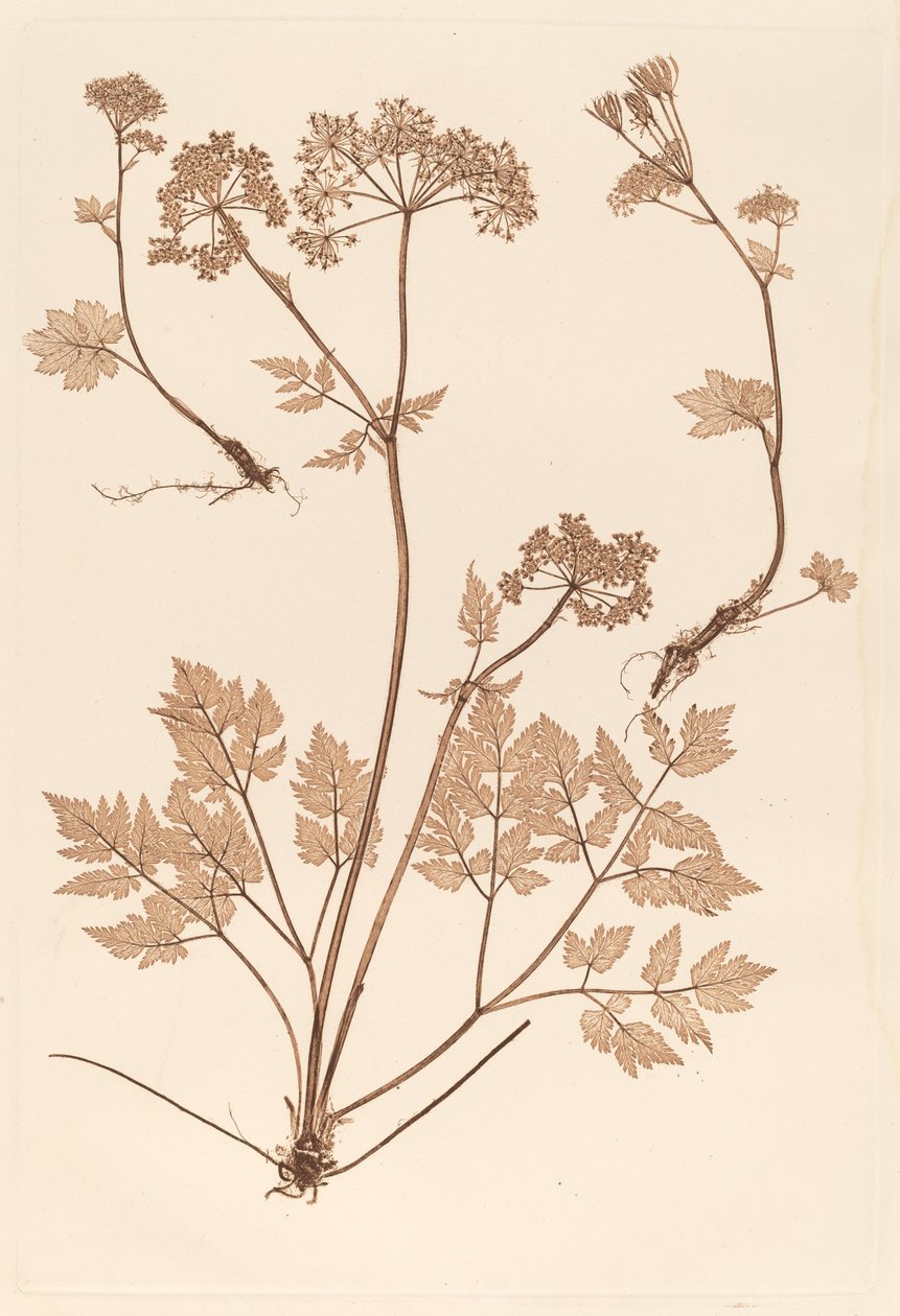 Chaerophyllum hirsistum autorstwa Constetin von Ettinghausen and Alois Pokorny