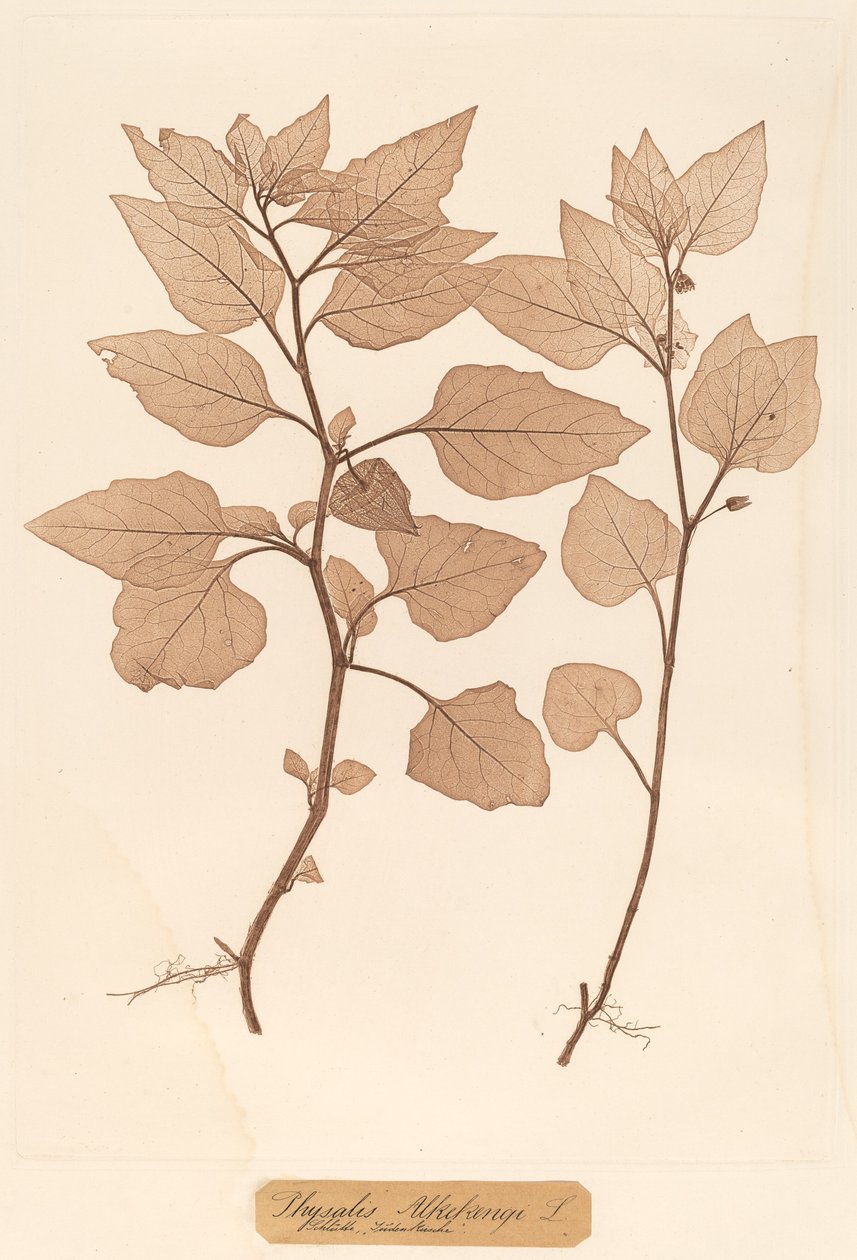 Physalis Alkekengi autorstwa Constetin von Ettinghausen and Alois Pokorny