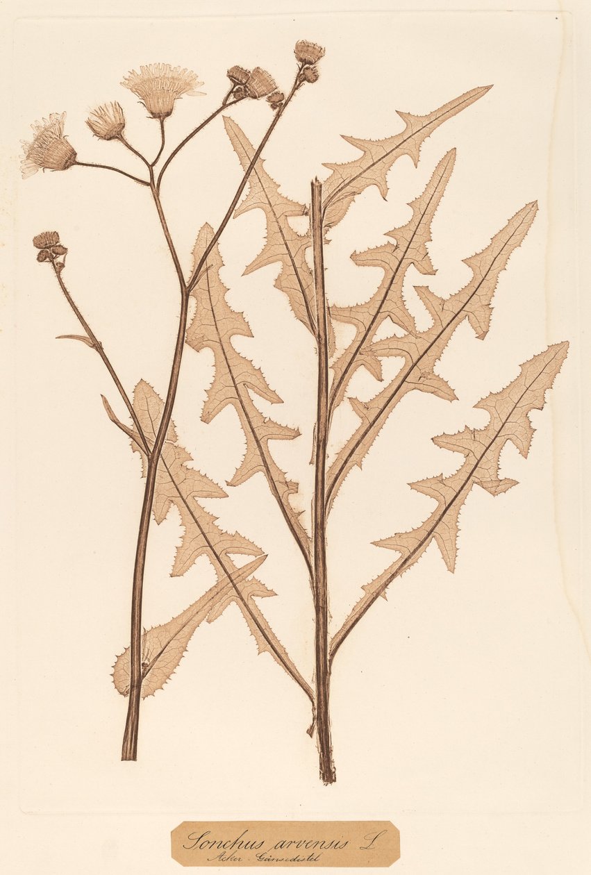 Sonchus polny autorstwa Constetin von Ettinghausen and Alois Pokorny