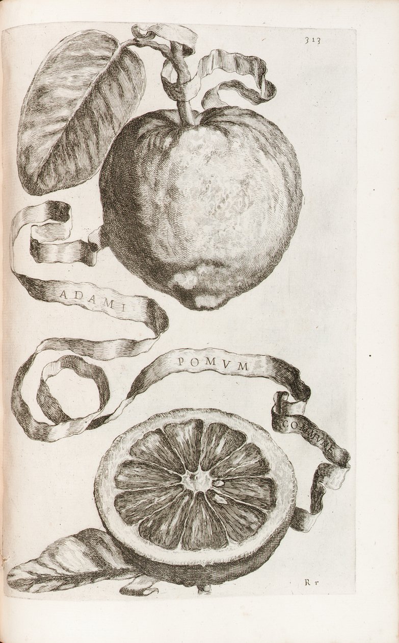 Jabłko Adama, tablica 313 z "Hesperydy czyli zła kultura i użytkowanie złotych ksiąg" Giovanniego Battisty Ferrariego, 1646 autorstwa Cornelis Bloemaert