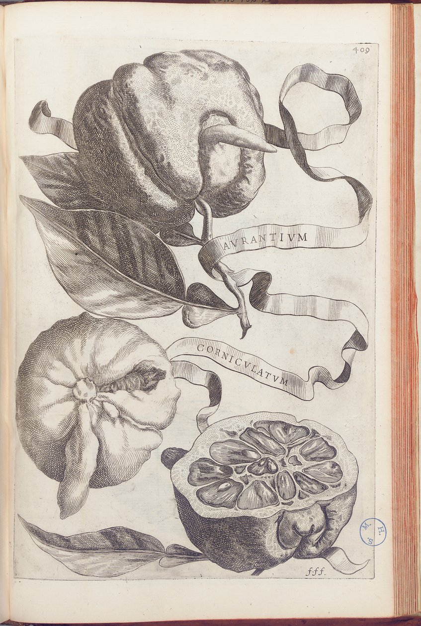 Rogata pomarańcza, płyta 409 z „Hesperides or de Malorum Aureorum Cultura et Usu Libri quatuor” Giovanniego Battisty Ferrari, 1646 autorstwa Cornelis Bloemaert