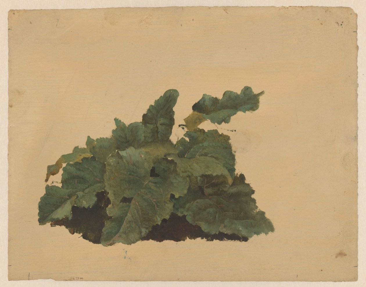 Liście rośliny podobnej do rabarbaru autorstwa Cornelis Johannes de Vogel