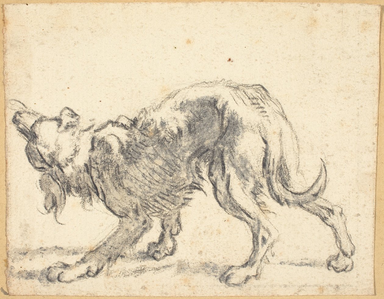 Pies autorstwa Cornelis Saftleven