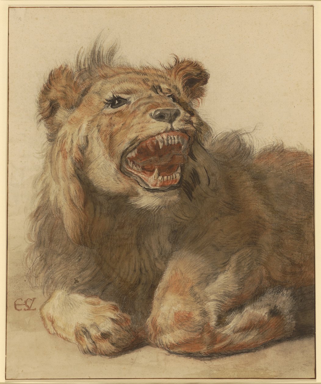 A Lion Snarling, ok. 1625-33 (czarno-czerwona kreda z czarnymi i brązowymi przemyciami) autorstwa Cornelis Saftleven