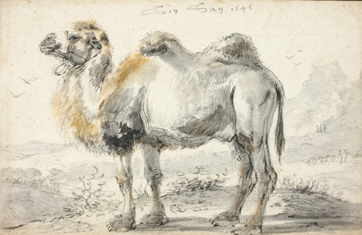 Wielbłąd autorstwa Cornelis Saftleven