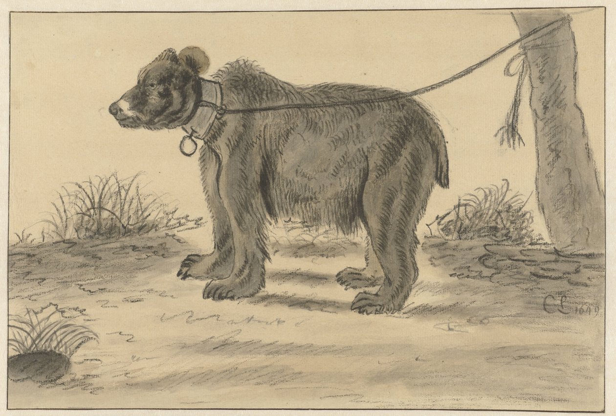 Niedźwiedź przywiązany do drzewa autorstwa Cornelis Saftleven