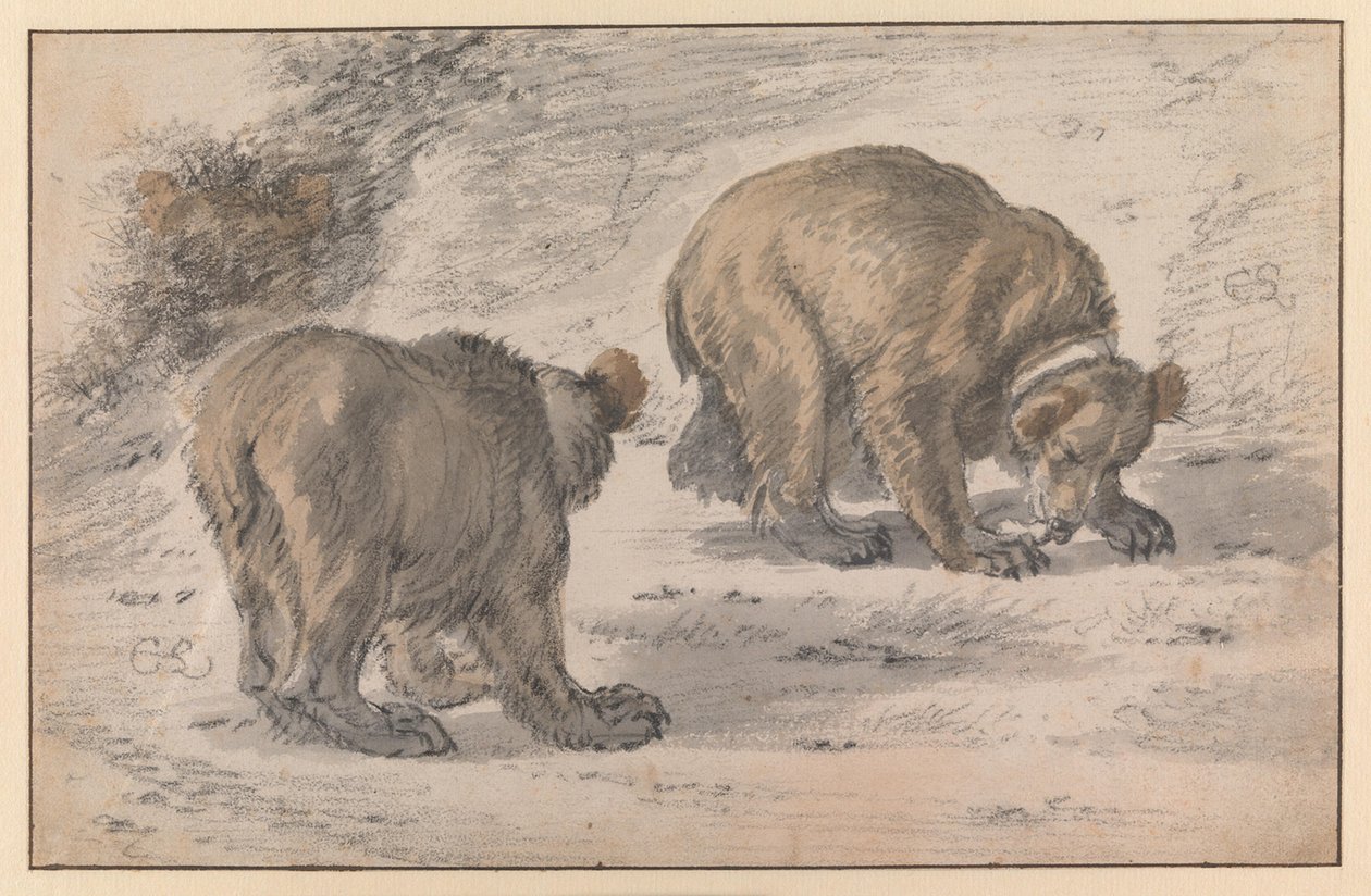 Niedźwiedź w różnych pozach autorstwa Cornelis Saftleven