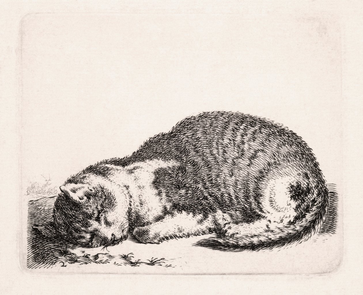Śpiący kot, ok. 1607-81 autorstwa Cornelis Saftleven
