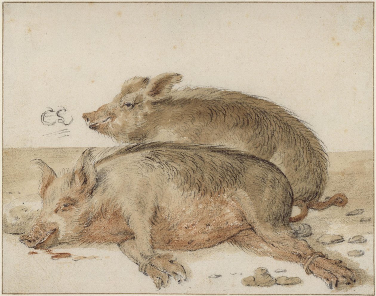 Dwie świnie autorstwa Cornelis Saftleven