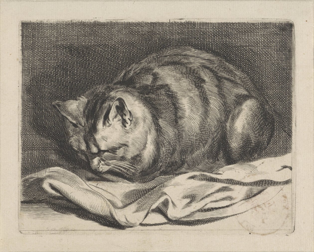 mały kotek autorstwa Cornelis Visscher (II)