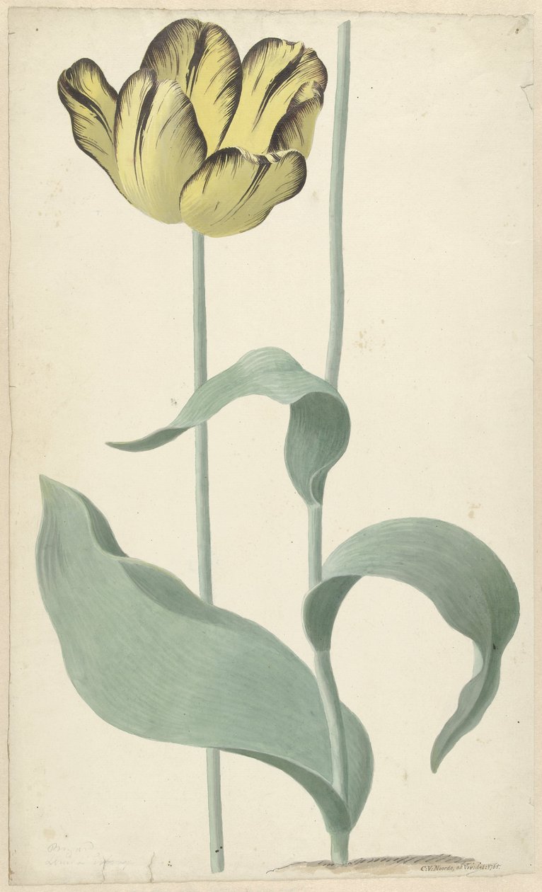 By tulp Bizard Louis d